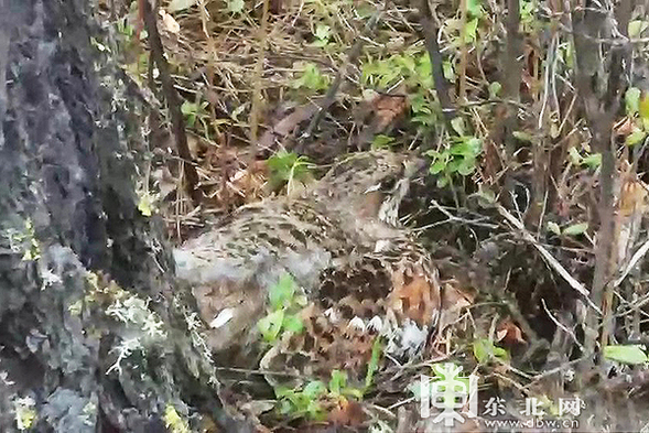 大興安嶺圖強警方在林區巡護時意外發現野生飛龍巢穴