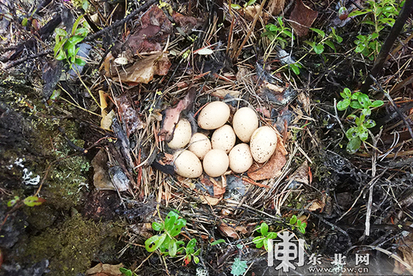 大兴安岭图强警方在林区巡护时意外发现野生飞龙巢穴