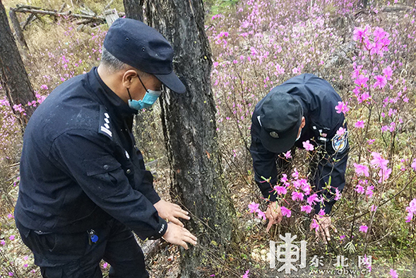 大興安嶺圖強警方在林區巡護時意外發現野生飛龍巢穴