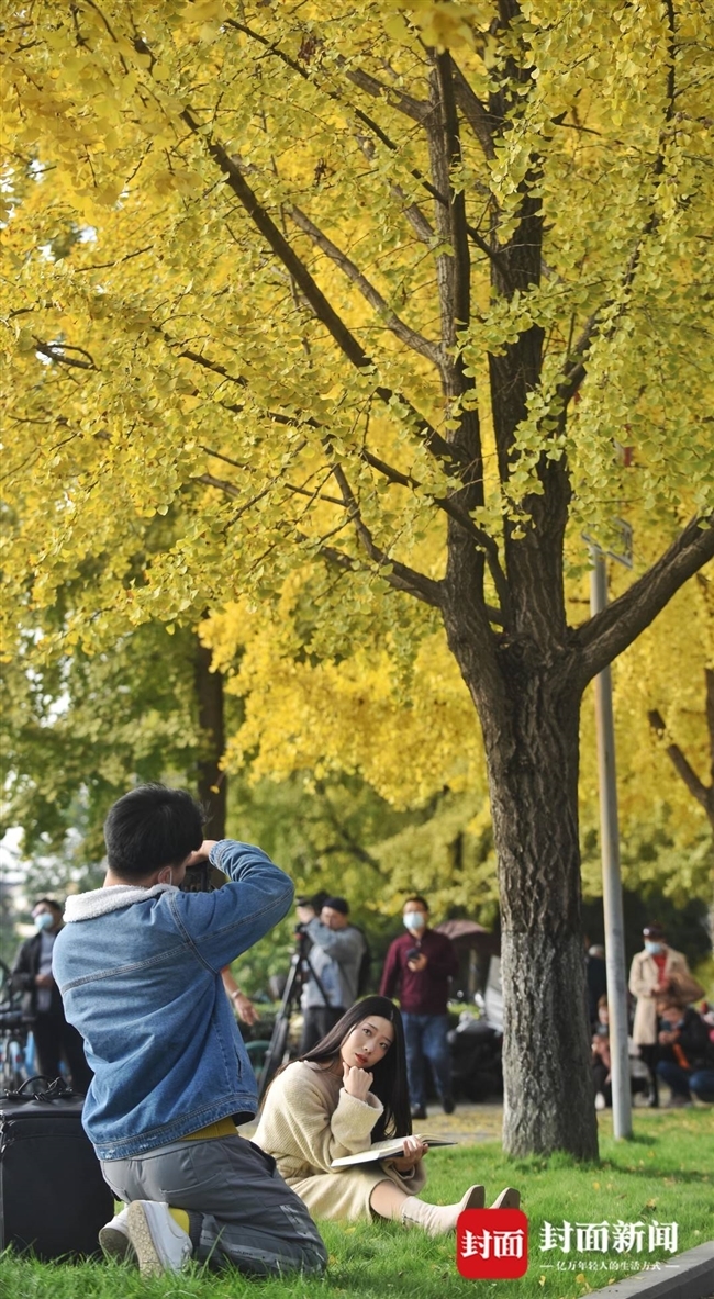 （中首）阳光下的银杏树一片金黄 成都锦里中路成了“网红”拍摄基地