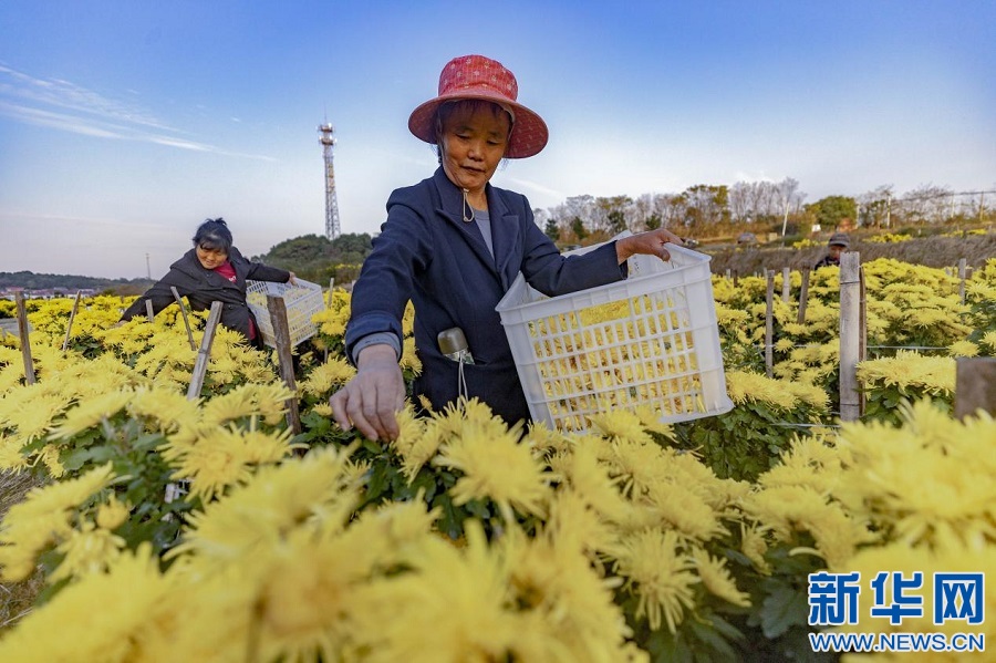 采菊庐山下 欣然见丰收