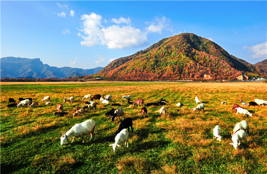 【急稿】【湖北】【供稿】湖北神農架景區2019旅遊推介會在寧夏銀川舉行