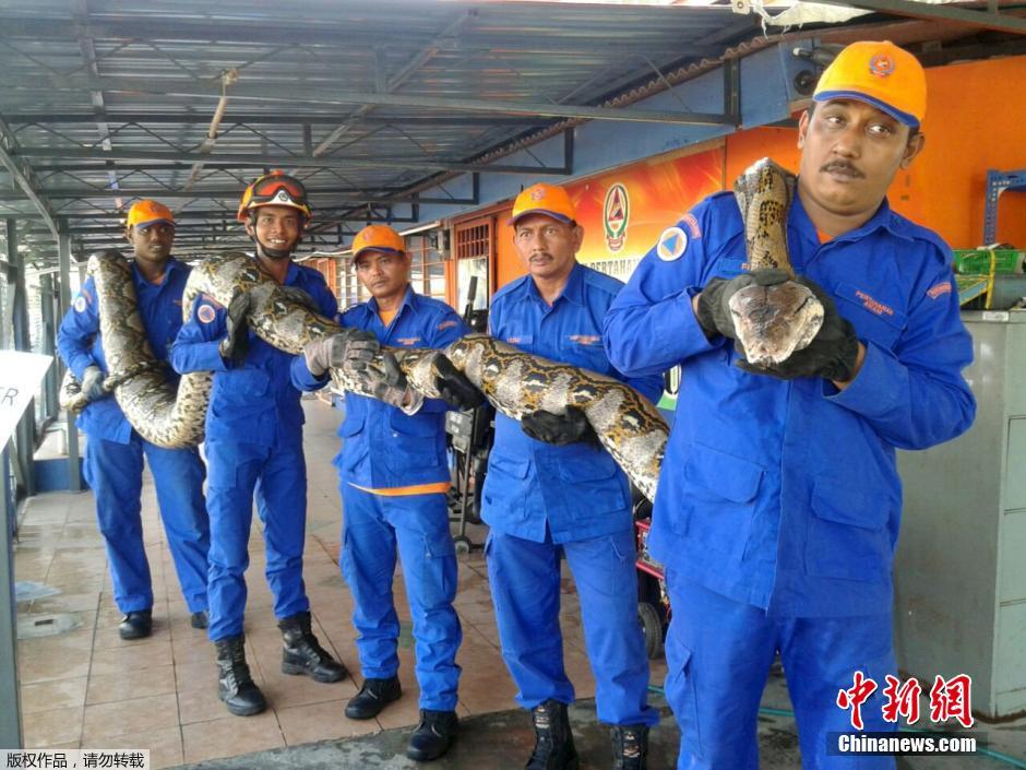 马来西亚发现7.5米长巨蟒 约重500斤