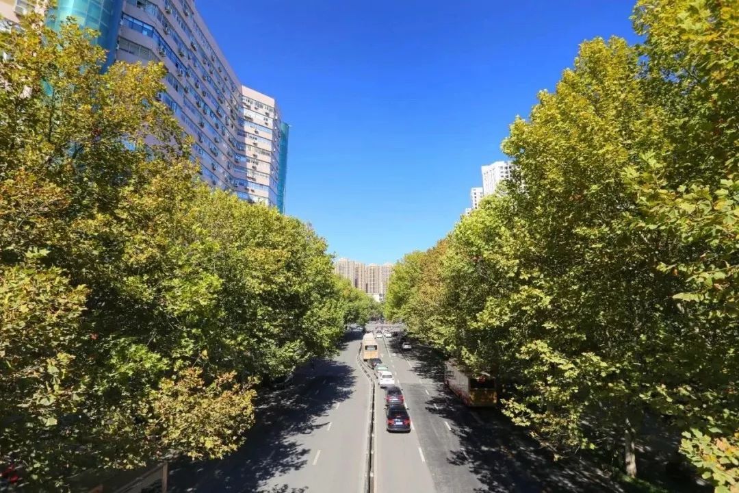 万绿生态少球无球法桐 再绘城市新景致