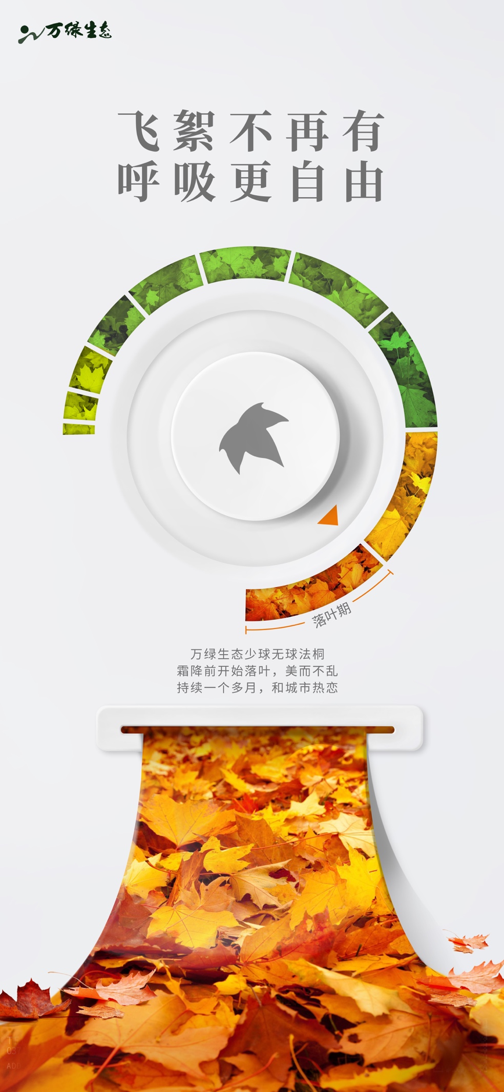 万绿生态少球无球法桐 再绘城市新景致