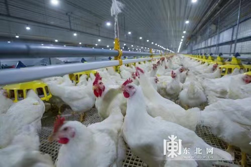 20年科研攻关 东农攻克白羽肉鸡种源“卡脖子”问题