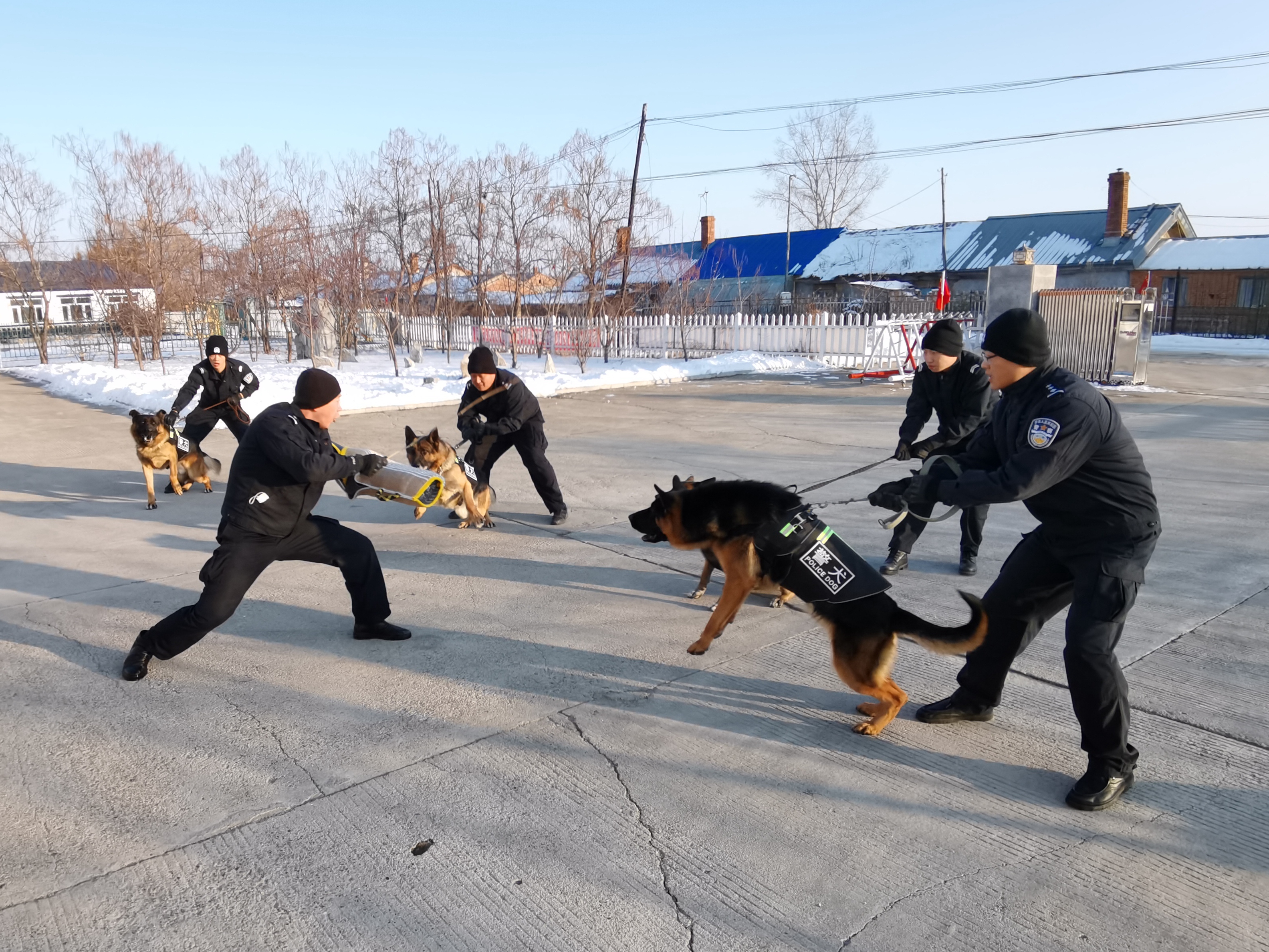 “公務汪”出擊 酷圖帶你看警犬復訓現場_fororder_微信圖片_20211118165202