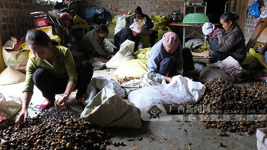 【头图】【八桂大地、八桂大地-百色】田阳县玉凤镇油茶种植面积达10.8万亩(图)