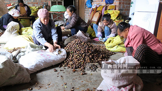 【头图】【八桂大地、八桂大地-百色】田阳县玉凤镇油茶种植面积达10.8万亩(图)