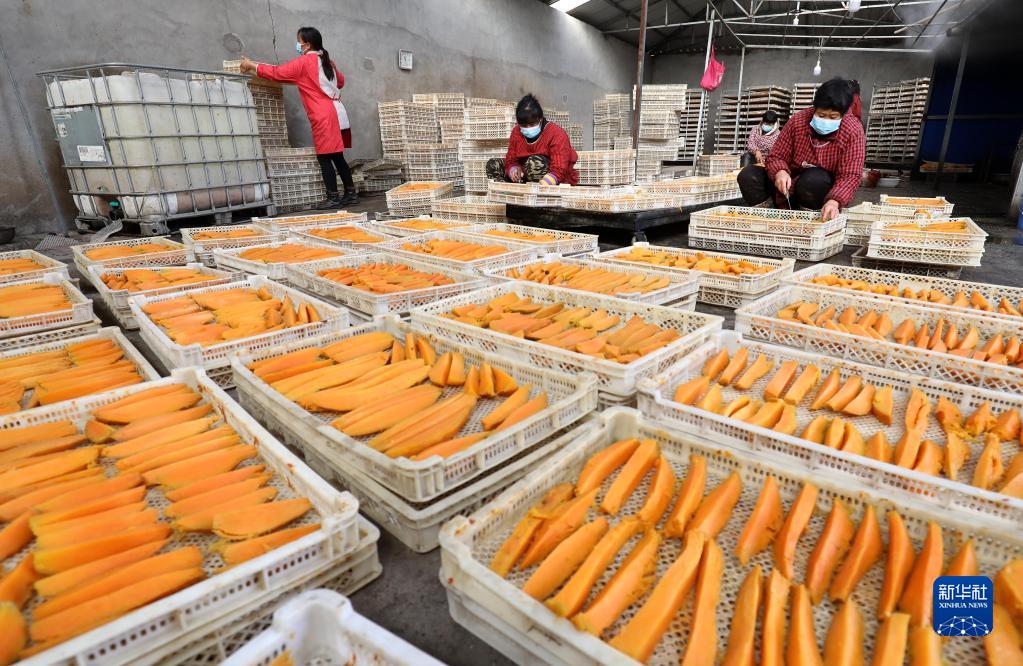 河北行唐：發展“紅薯經濟” 助力農民增收