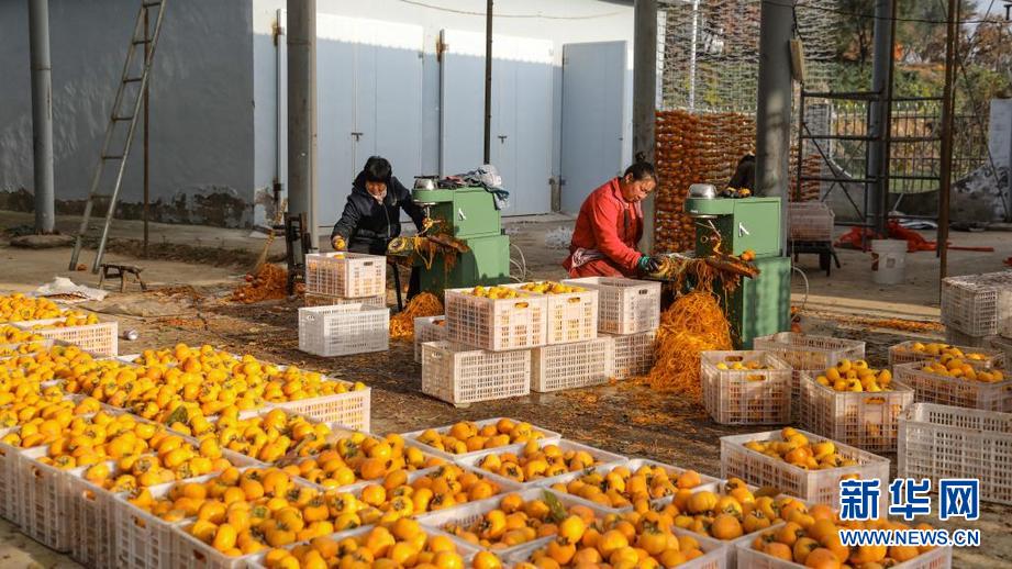山西平陆：山村柿香浓