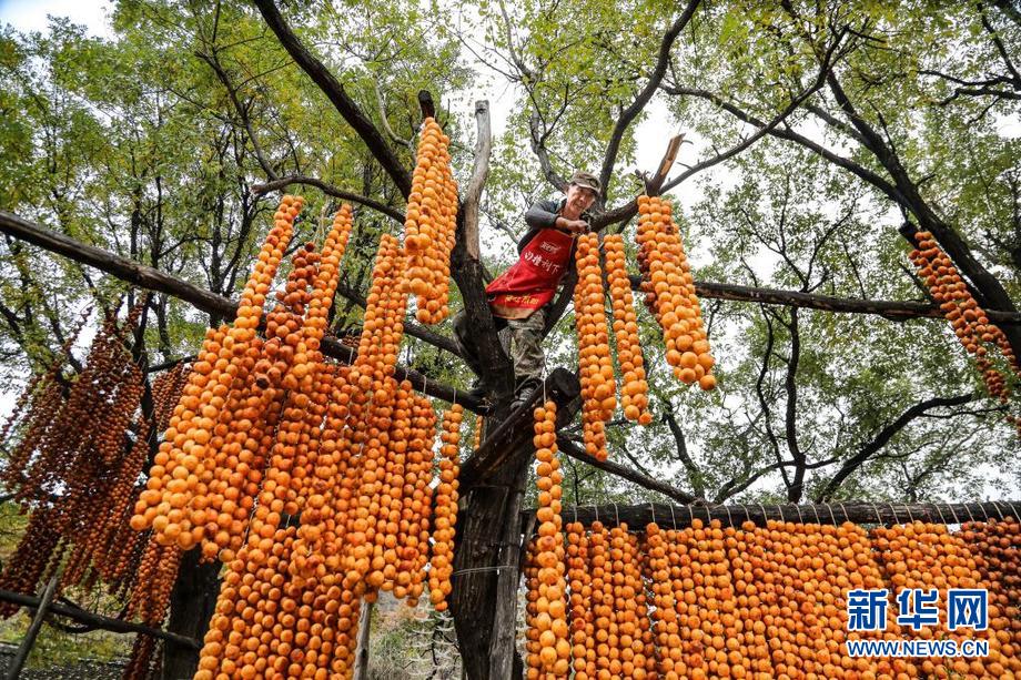 山西平陆：山村柿香浓