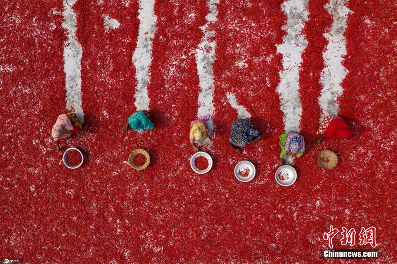 Yadda manoma ke busar da barkonon da suka noma a kasar Bangladesh_fororder_31f073c950cb4eef8d09873a8c598577