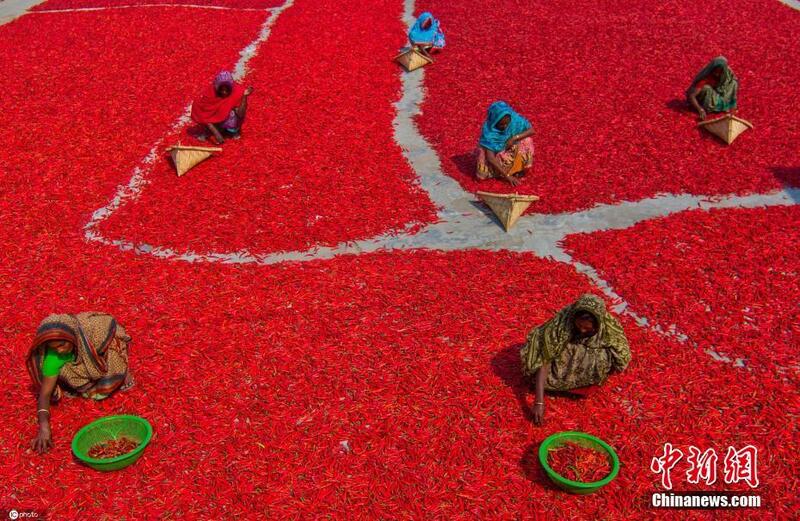 Yadda manoma ke busar da barkonon da suka noma a kasar Bangladesh_fororder_f1f688e632b14f789ed0cbd50baaa935