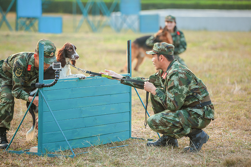 大型原创警犬伙伴励志成长特别节目《奇兵神犬》正在播出,热度不断
