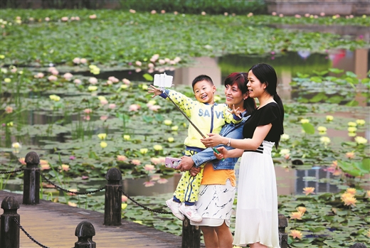 贵港：百里荷城百里塘 适逢盛夏吐芬芳