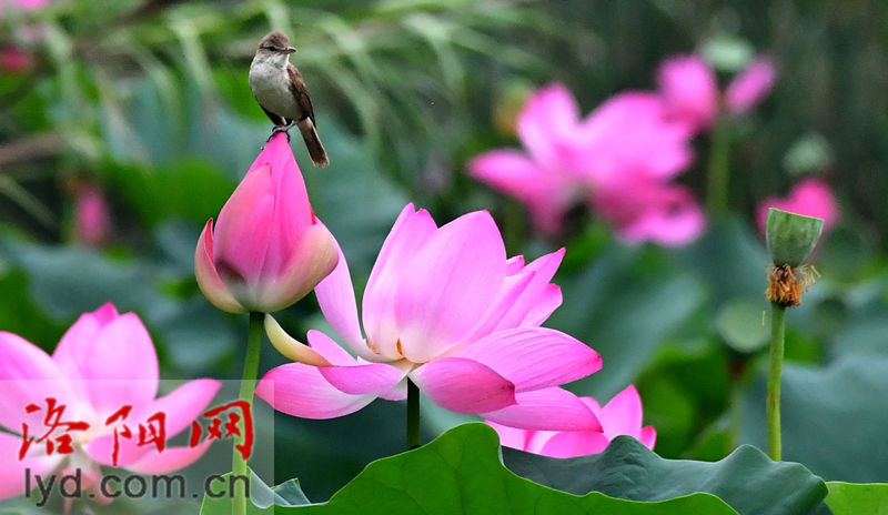 雨中賞荷觀精靈