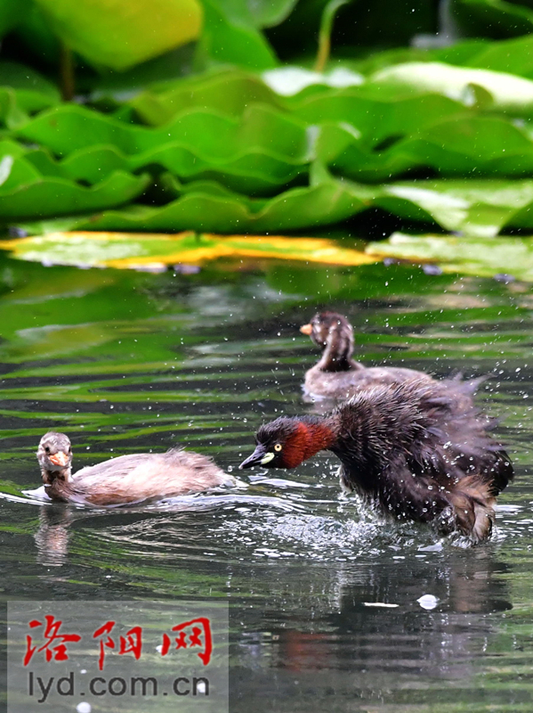 雨中赏荷观精灵