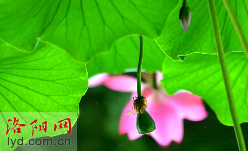 雨中赏荷观精灵