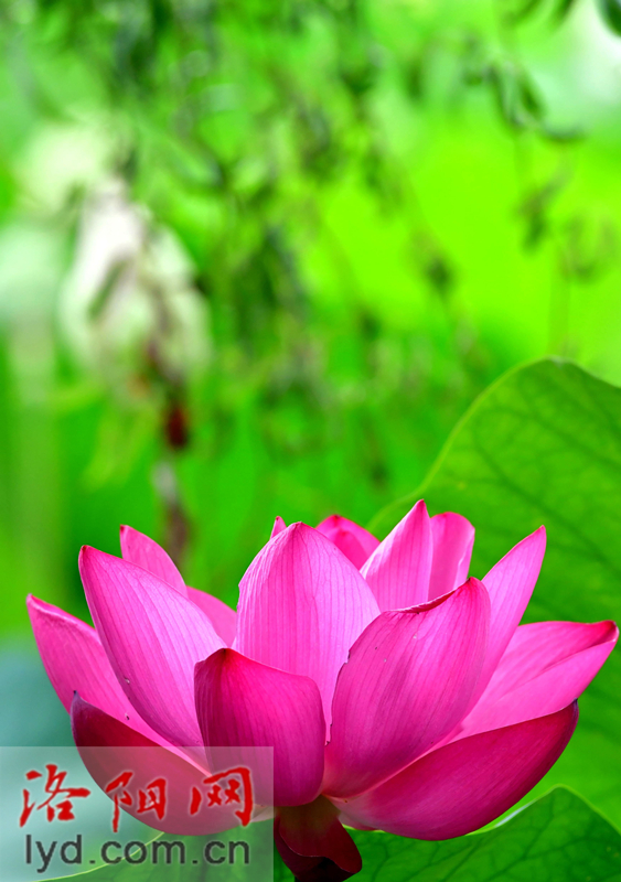 雨中赏荷观精灵