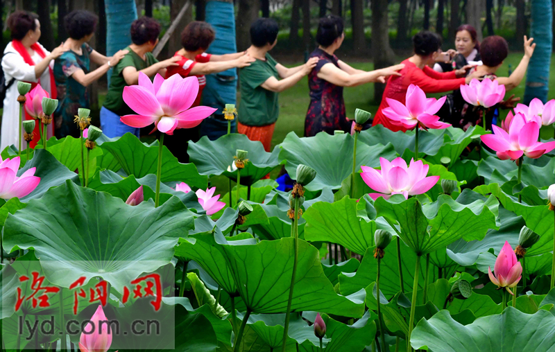 雨中赏荷观精灵