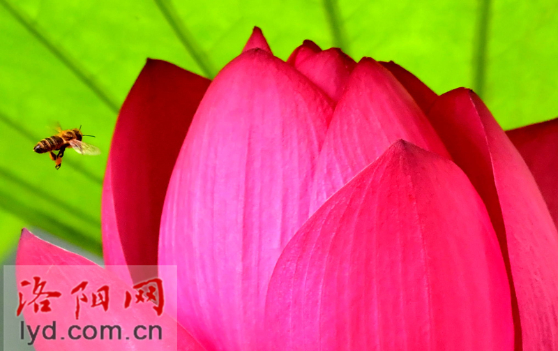 雨中赏荷观精灵