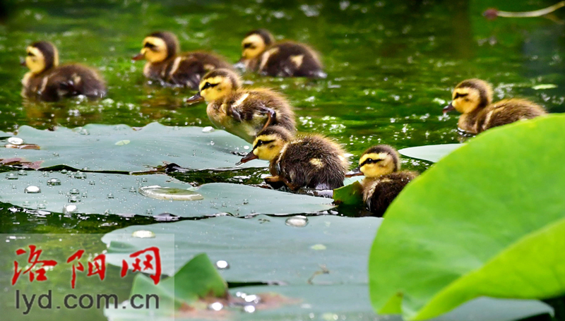 雨中赏荷观精灵