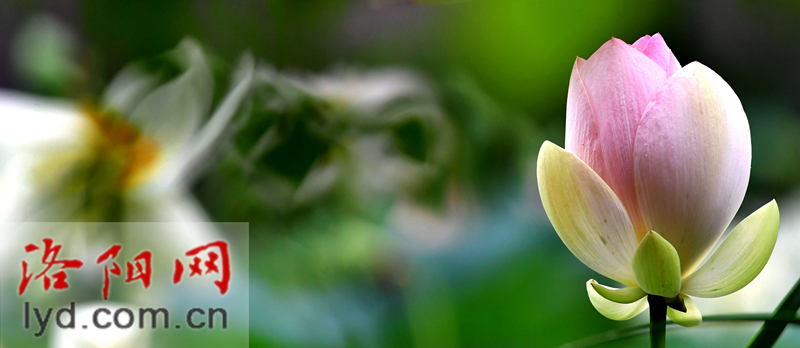雨中赏荷观精灵