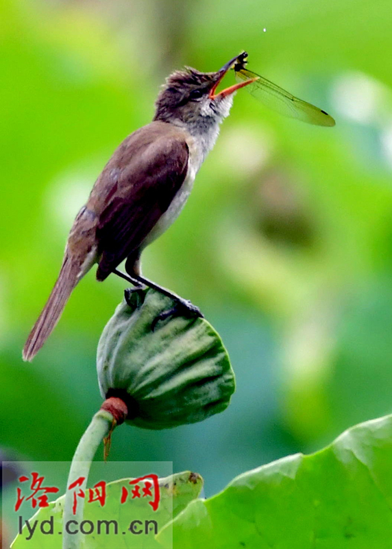 雨中赏荷观精灵