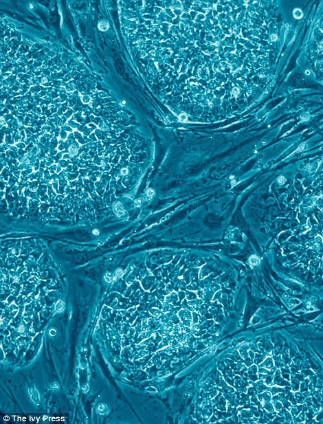 美媒:中国科学家再度编辑人类胚胎基因 业界反对声变小