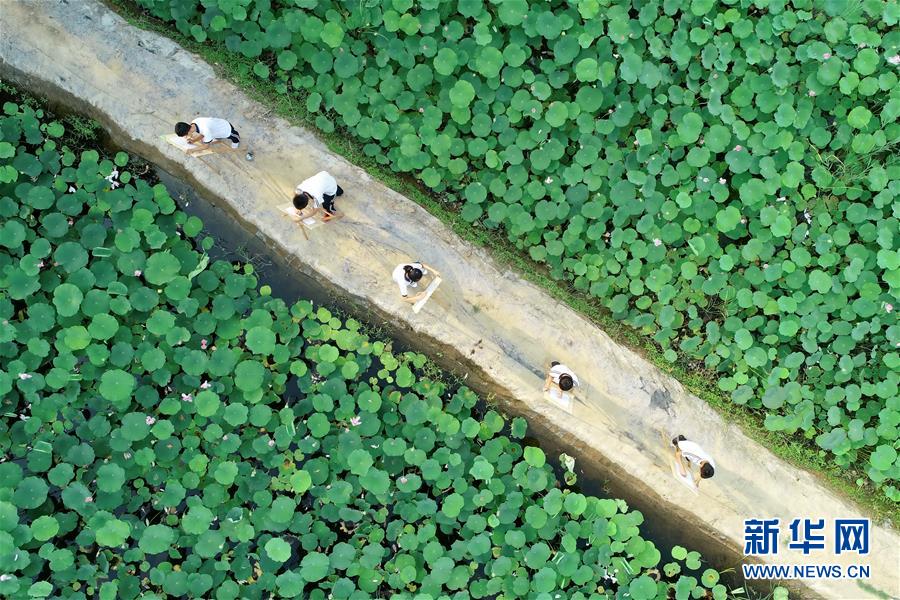 河北威县：夏荷飘香入画来