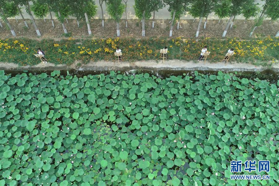 河北威县：夏荷飘香入画来