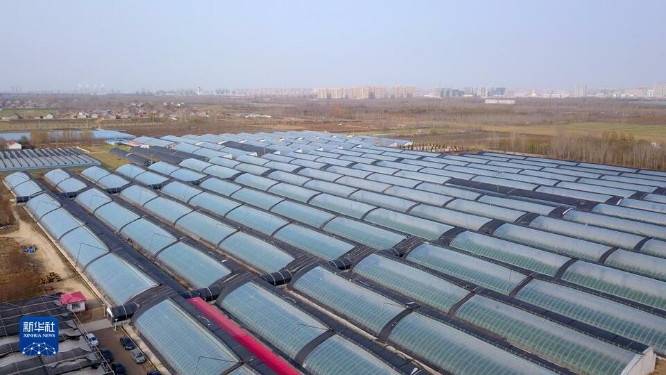 山东滨城：打造沿黄蔬菜基地