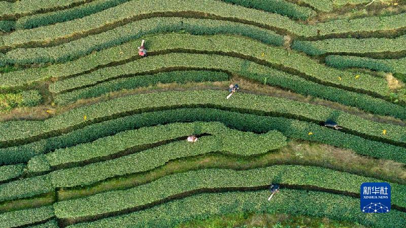 四川宜宾：茶园冬管忙