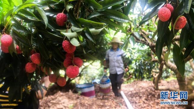 廣西欽州：荔枝種植 助力脫貧