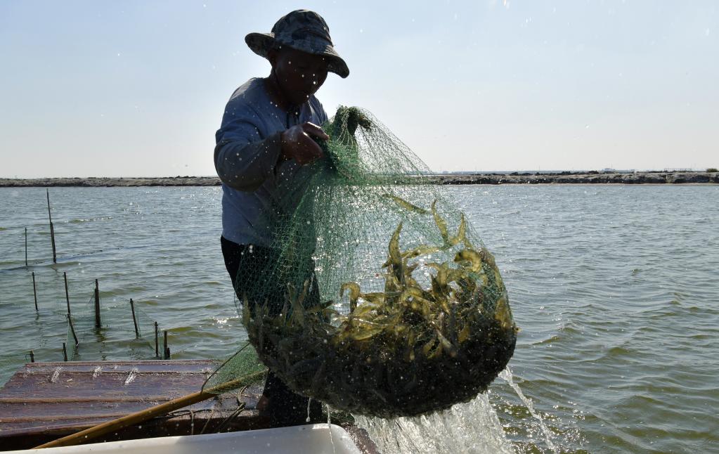 河北海興：“藍色糧倉”提速鄉村振興