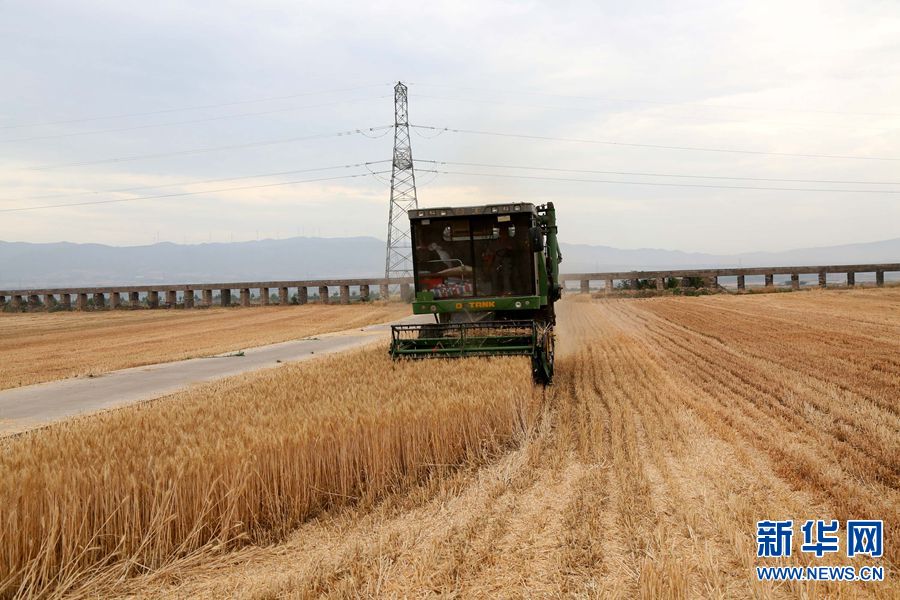 【城市远洋-大图】【焦点图】河南汝阳：三夏到 收麦忙