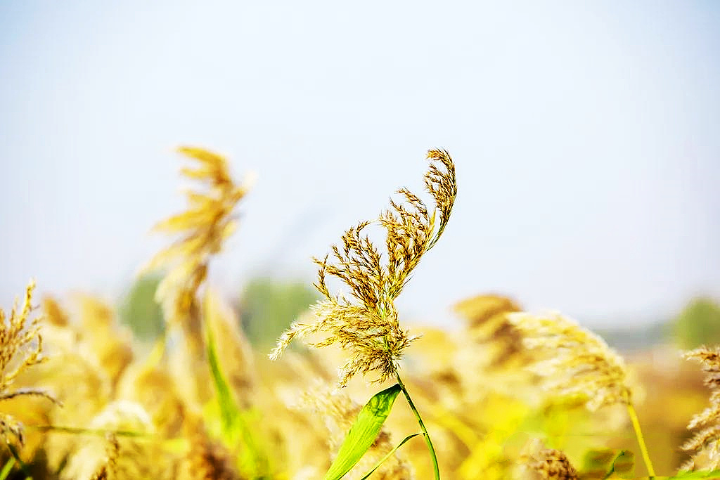 淮安洪泽湖：芦苇迎风舞 初冬诗意浓