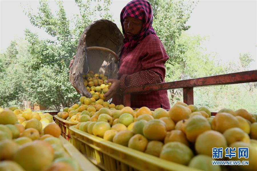 甘肃敦煌杏飘香