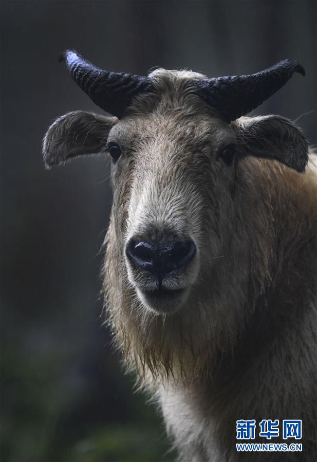 秦岭：羚牛快乐的家园