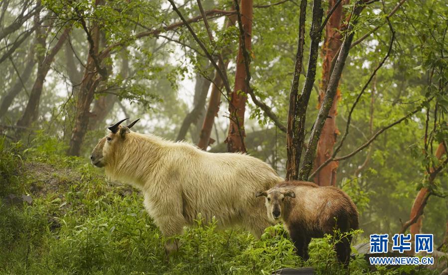 秦岭：羚牛快乐的家园