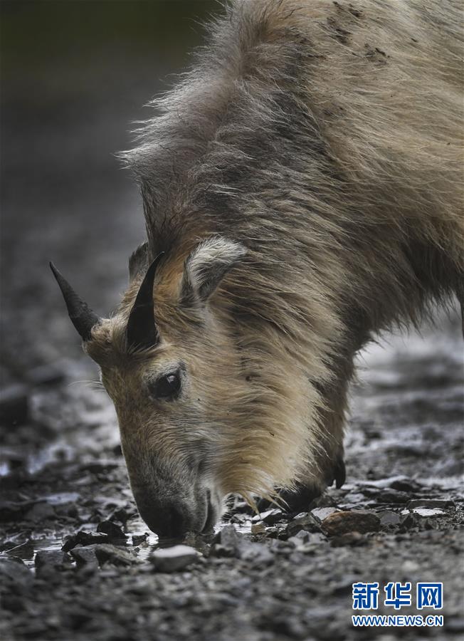 秦岭：羚牛快乐的家园