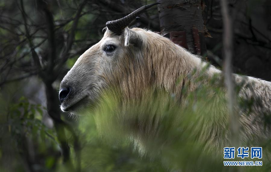 秦岭：羚牛快乐的家园
