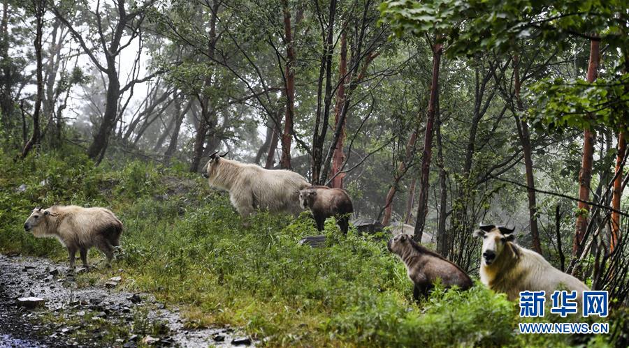 秦岭：羚牛快乐的家园