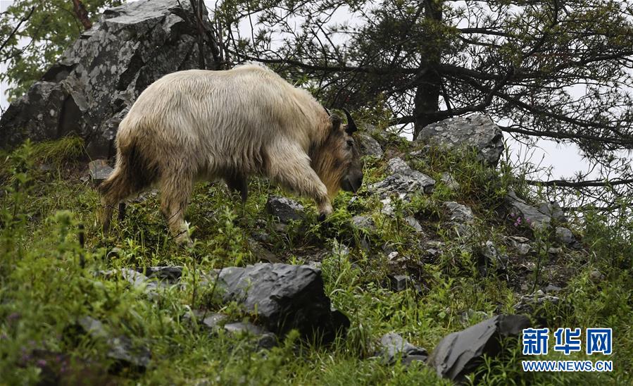 秦岭：羚牛快乐的家园