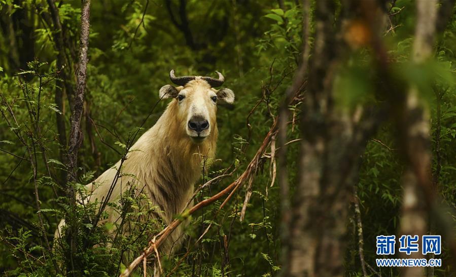 秦岭：羚牛快乐的家园