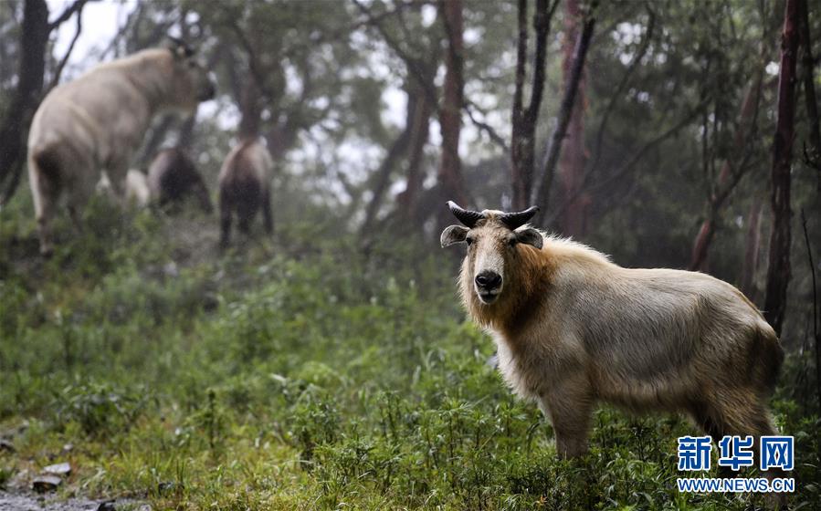 秦岭：羚牛快乐的家园