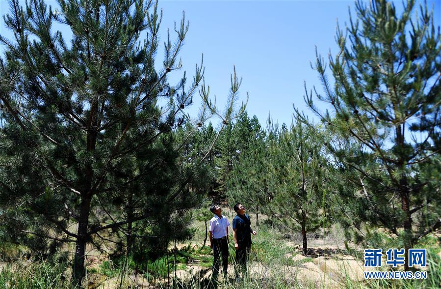 毛乌素治理：众志缚流沙 塞外展新颜