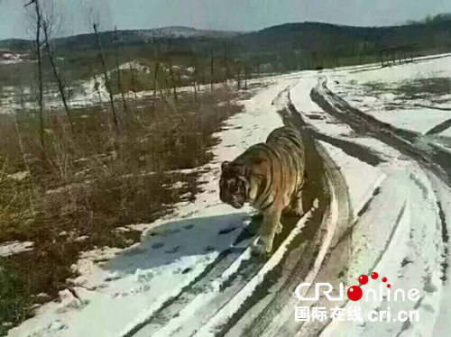 供稿已过【龙江要闻】黑龙江虎林再现野生东北虎踪迹