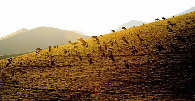 收穫的季節 豐收的涼山（組圖）_fororder_夕陽下牛羊成群-攝影-宋恩